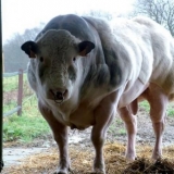 Belgijska plava krava